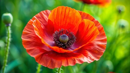 Vibrant red poppy flower icon, poppy, red, flower, nature, symbol, remembrance, memorial, garden, bloom, vibrant, delicate
