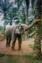Fototapeta premium elephant in the jungle