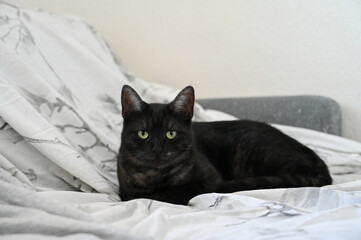 Fototapeta premium A black cat is lying on the couch. Pets.