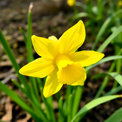 Fototapeta premium yellow daffodil flower