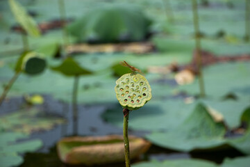a dragonfly resting on a lotus stem