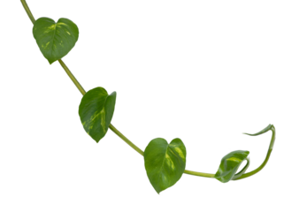 Young golden pothos leaves on transparent background (PNG File)