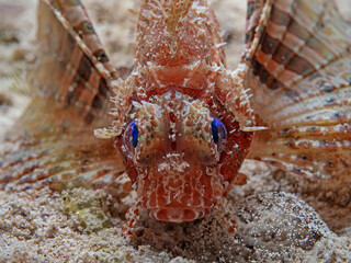 Shortfin Lionfish, Kurzflossen Zwergfeuerfisch (Dendrochirus brachypterus)