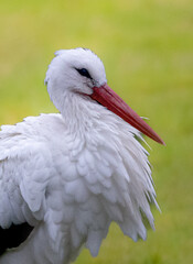 A portrait of a stork