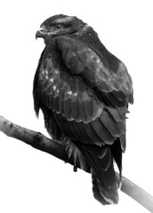 Buzzard in black and white