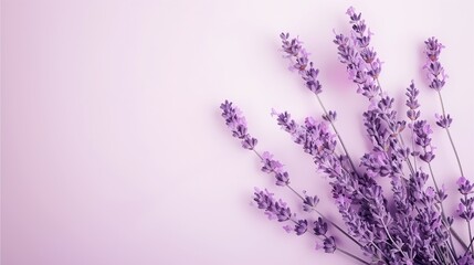 Naklejka premium Lavender Dreams: A delicate arrangement of lavender sprigs on a soft purple background evokes serenity and tranquility. Perfect for adding a touch of elegance to your designs.