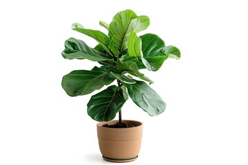 Obraz premium Plant in a pot isolated on white background with clipping path.