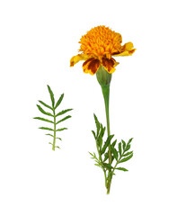 Set of wild marigold flowers and green leaf isolated on white or transparent background