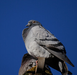 pigeon on a branch
