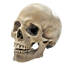 Obraz premium Human Skull Anatomy Bone Forensic Medical Science Death Mortality Death Skeleta