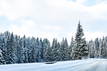 An empty winter road through a snow-covered spruce forest.
