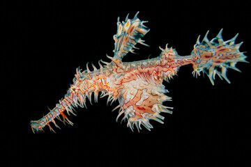 Harlekin-Geisterpfeifenfisch - Solenostomus paradoxus - Anilao Philippinen