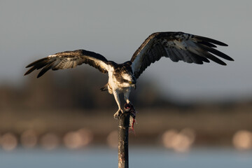 Osprey (Pandion haliaetus) in the Sardinian marshes. Italy.
