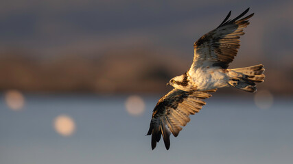 Osprey (Pandion haliaetus) in the Sardinian marshes. Italy.
