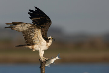 Osprey (Pandion haliaetus) in the Sardinian marshes. Italy.
