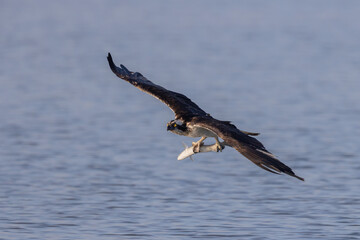 Osprey (Pandion haliaetus) in the Sardinian marshes. Italy.
