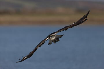 Osprey (Pandion haliaetus) in the Sardinian marshes. Italy.
