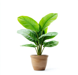Fototapeta premium Stylish ceramic pot with a green houseplant