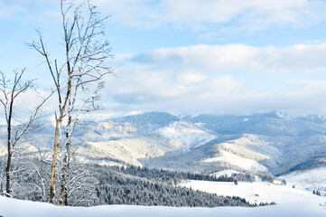 A winter landscape with a view of mountain peaks covered in snow-covered coniferous forests.