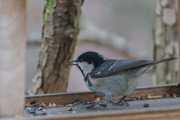 tit on the feeder