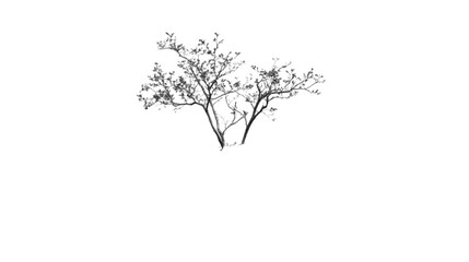 Obraz premium Grayish Black Bush Isolated Nature Flora Plant Branches Foliage Botanical Twig Sh