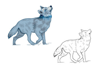 Wolf staring at the sky vector art