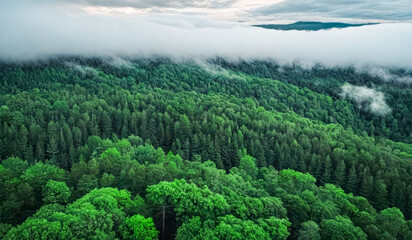 Obraz premium Vast Lush Green Forest Overlooking Rolling Hillsand Misty Clouds in a Serene Mountain Landscape