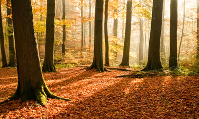 Journey Through the Misty Autumn Forest