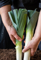 hand farmer hold fresh large onion leek black ground crop greenhouse background Netherlands harvest