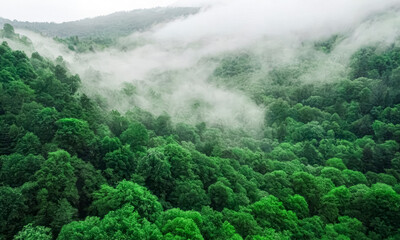 Mystical Foggy Landscape Featuring Dense Evergreen Forests and Rolling Hills Under a Moody Sky