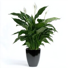 Fototapeta premium Green Potted Plant 3D Illustration with Clean Background