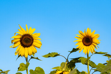 Naklejka premium Sunflower garden ion blue sky background.Yellow sunflowers and harvest, bright sunny flower.Farming vegetable garden field, growing seeds for oil.Sunflower herbal oil improves skin health.