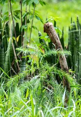 Small seedling of Paraná pine araucaria angustifolia