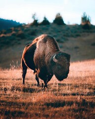A majestic bison grazes in a golden field at sunset, with a dramatic sky in the background.