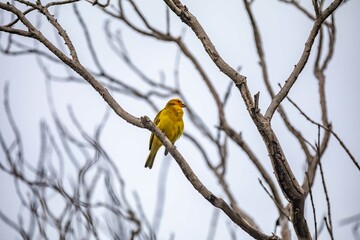 Yellow canary perched on a branch