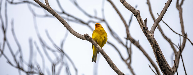 Yellow canary perched on a branch