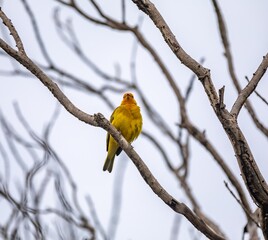 Yellow canary perched on a branch