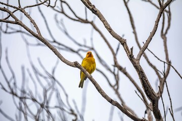 Yellow canary perched on a branch