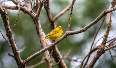 Yellow canary perched on a branch