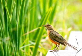 Picture of a beautiful Rufous-bellied Thrush in the feeder. Turdus rufiventris  know as sabia laranjeira