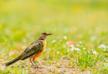 Picture of a beautiful Rufous-bellied Thrush in the feeder. Turdus rufiventris  know as sabia laranjeira