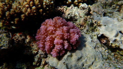 Rasp coral or cauliflower coral, knob-horned coral (Pocillopora verrucosa) undersea, Red Sea, Egypt, Sharm El Sheikh, Montazah Bay