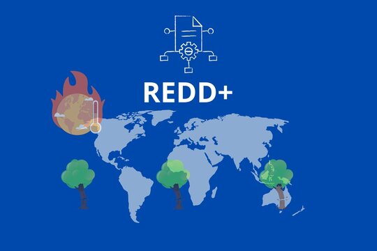 ‘REDD+’ framework to protect forests. ‘REDD’ : Reducing emissions from deforestation and forest degradation in developing countries. The ‘+’ stands for additional forest