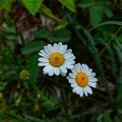 daisy in a garden