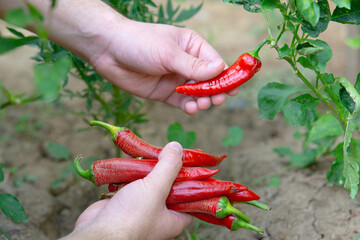 Male hands picking organic red peppers from a garden