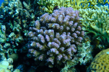 Rasp coral or cauliflower coral, knob-horned coral (Pocillopora verrucosa) undersea, Red Sea,...