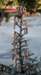 Cones on a blue spruce tree.