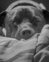 Relaxed Dog Sleeping Peacefully on a Blanket in a Cozy Setting During a Warm Afternoon