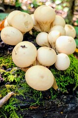 Puffball mushrooms 