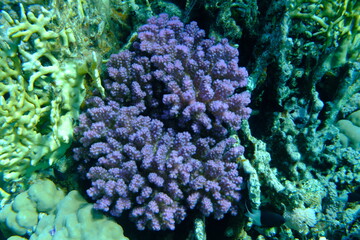 Rasp coral or cauliflower coral, knob-horned coral (Pocillopora verrucosa) undersea, Red Sea, Egypt, Sharm El Sheikh, Montazah Bay